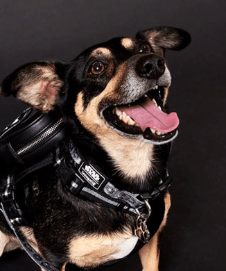 Loungefly Pets Star Wars Darth Vader Dog Collar